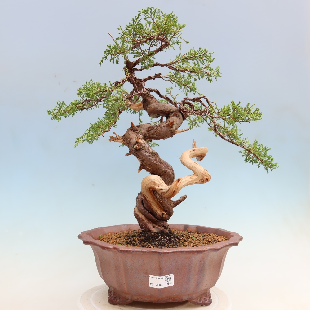Bonsaï d'extérieur - Juniperus chinensis Itoigawa-Juniperus chinensis