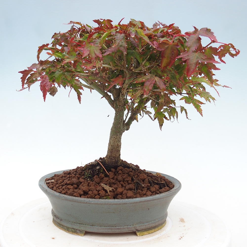 Acer palmatum KIOHIME - Érable palmé
