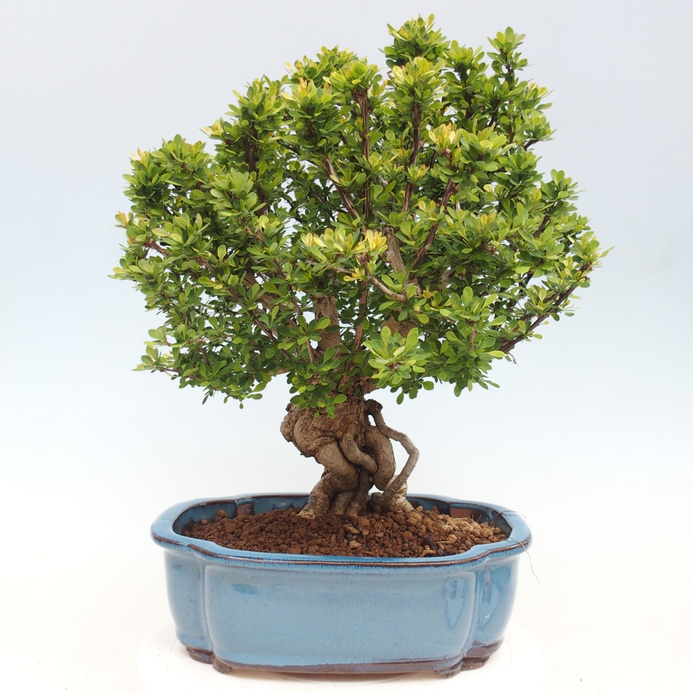 Bonsaï d'extérieur - Berberis coreana