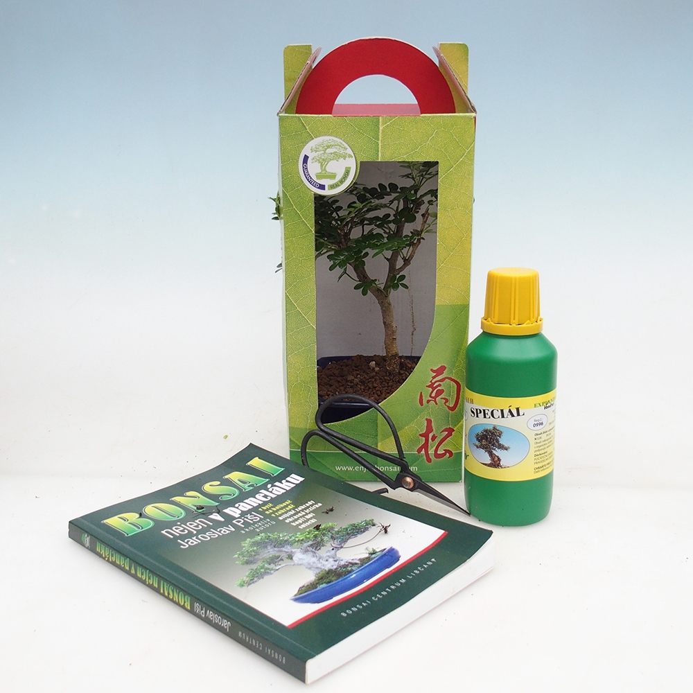 Bonsaï de chambre en boîte cadeau Zantoxylum piperitum - Poivrier