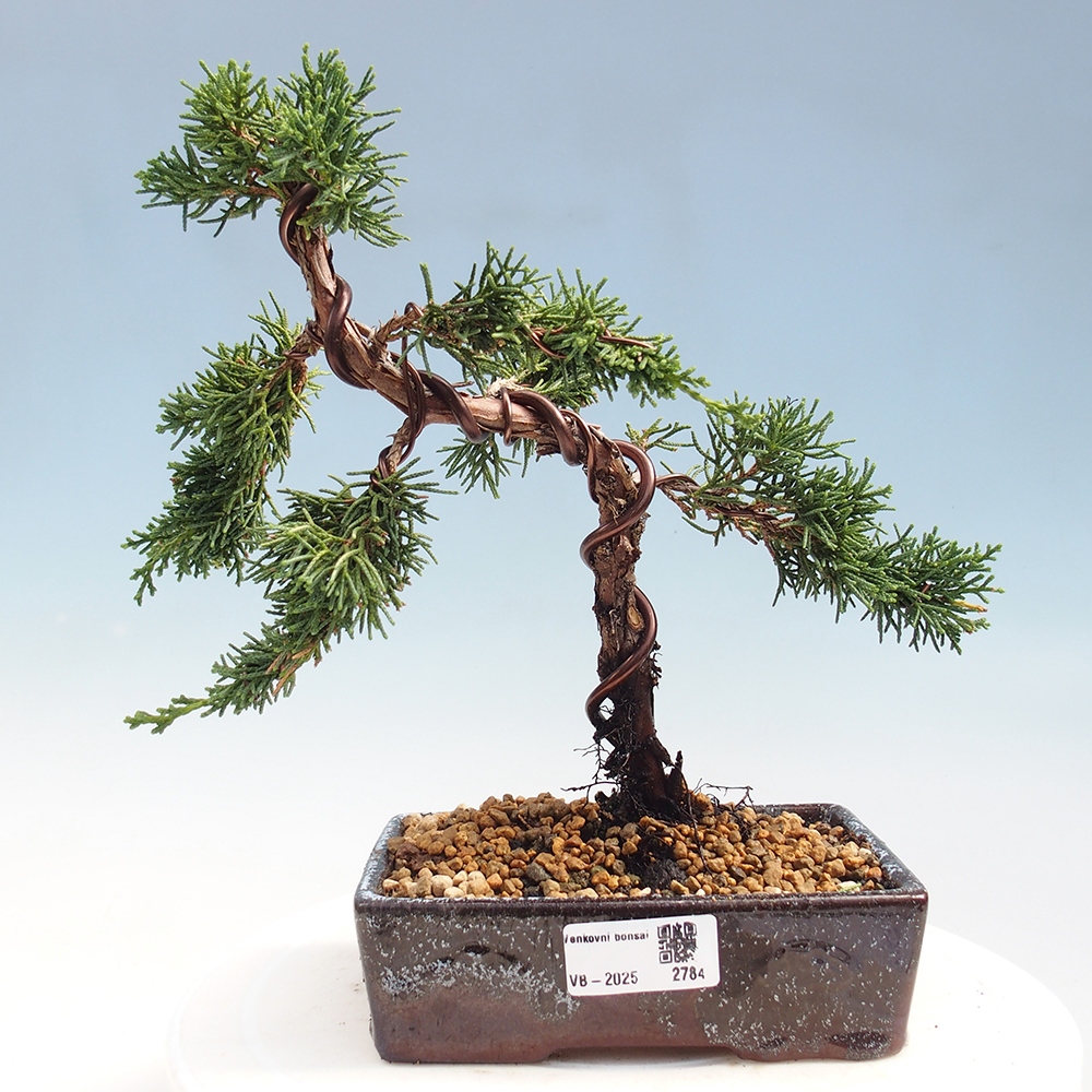 Bonsaï d'extérieur - Juniperus chinensis Kishu