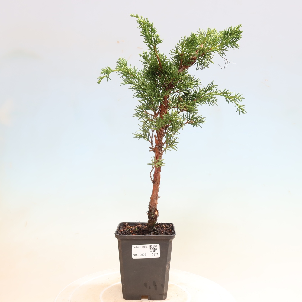 Bonsaï d'extérieur - Juniperus chinensis Kishu