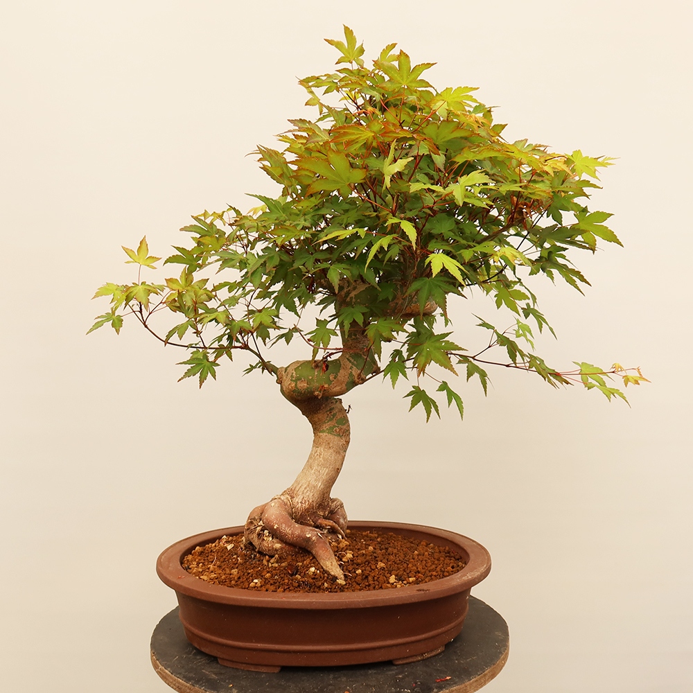 Bonsaïs d'extérieur - Maple palmatum - Palmiers