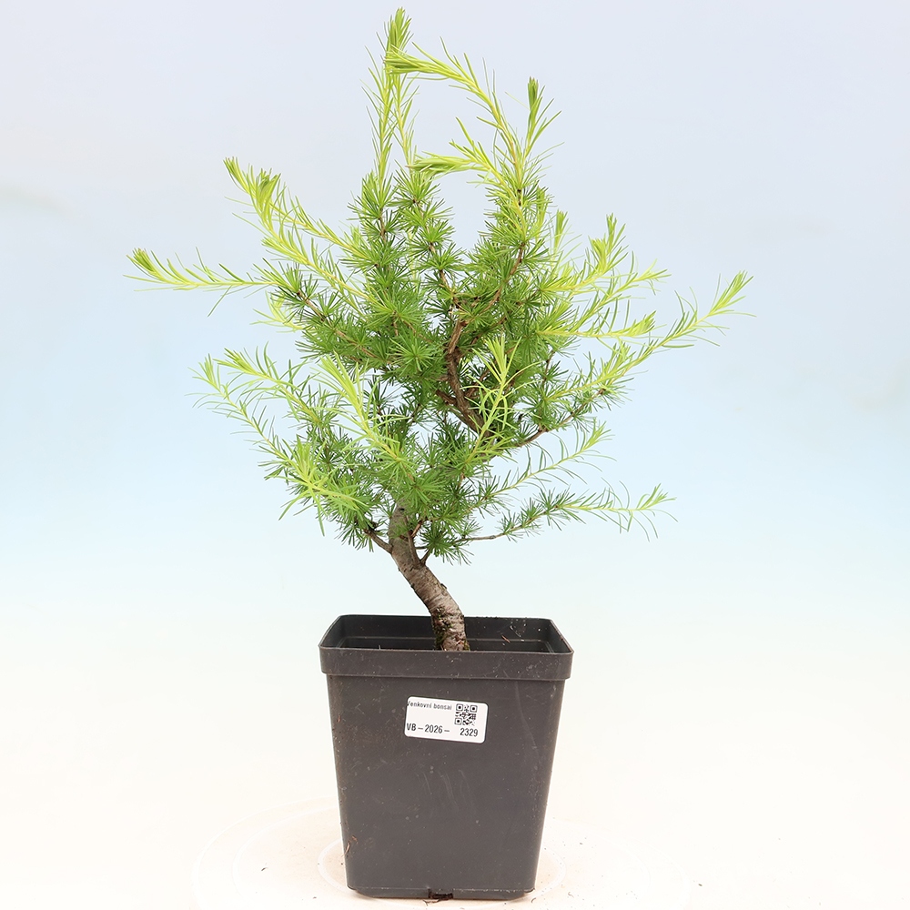 Bonsaï d'extérieur -Larix decidua - Mélèze