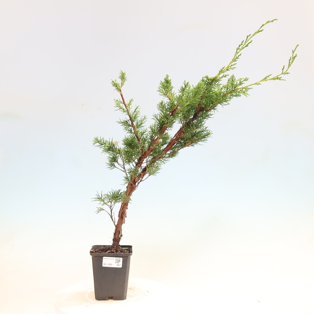 Bonsaï d'extérieur - Juniperus chinensis Kishu