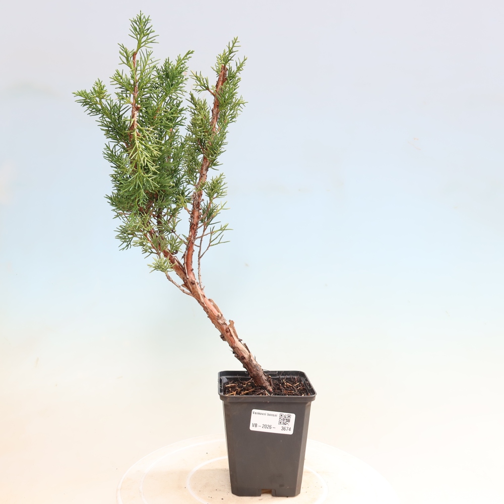 Bonsaï d'extérieur - Juniperus chinensis Kishu