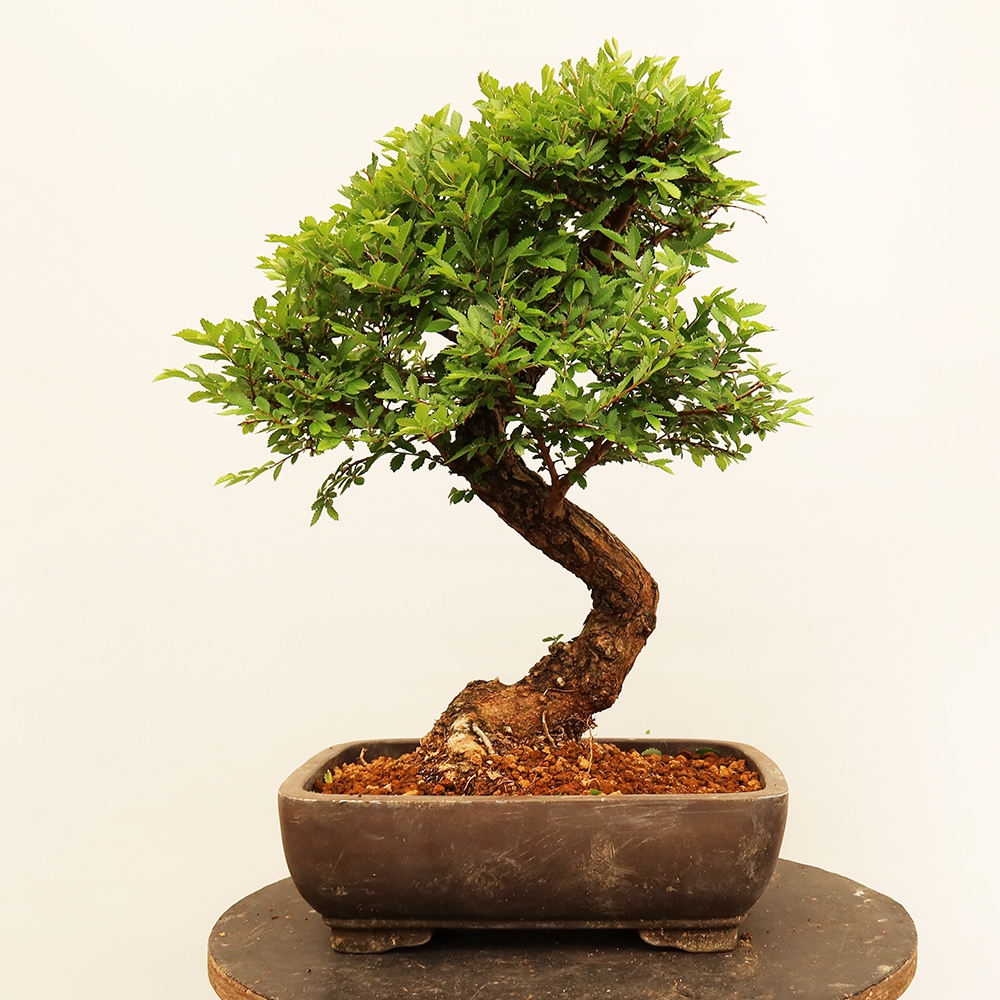 Bonsaï d'extérieur - Zelkova - Zelkova NIRE