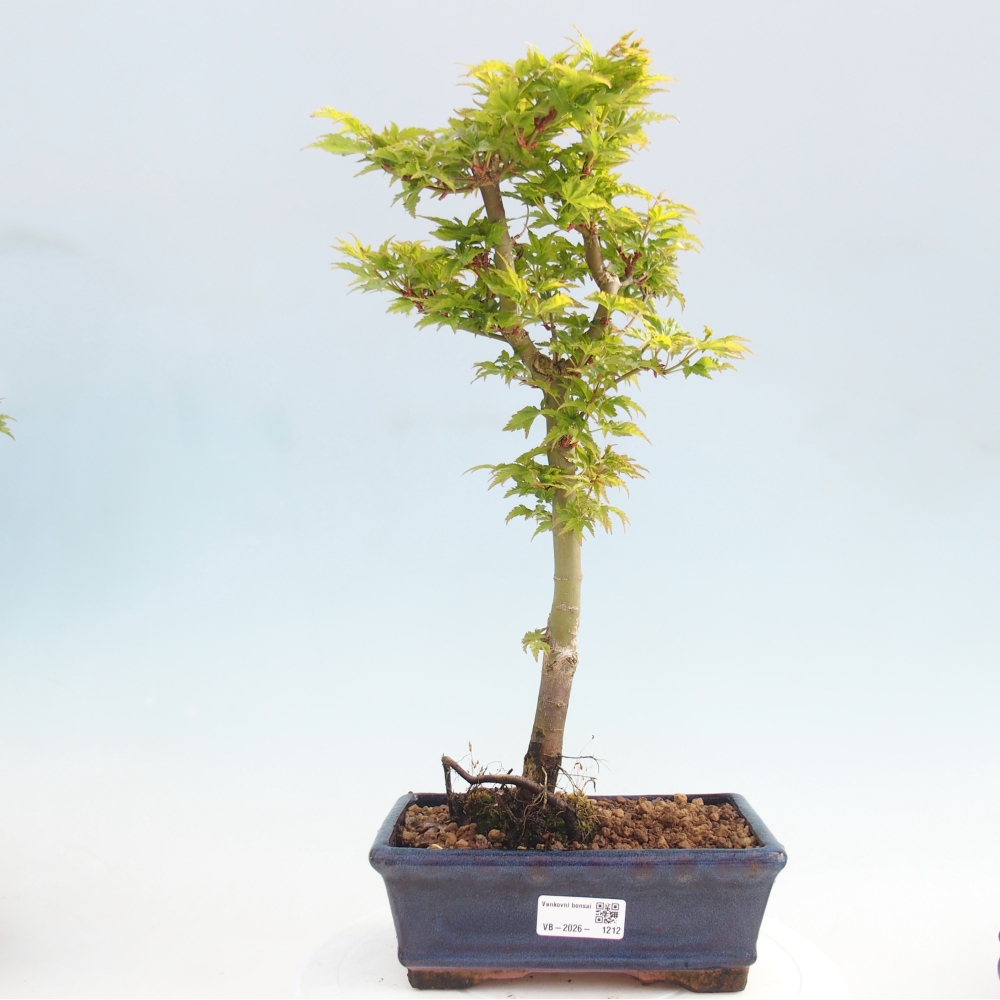 Bonsaï d'extérieur -Javor palm Acer palmatum Shishigashira