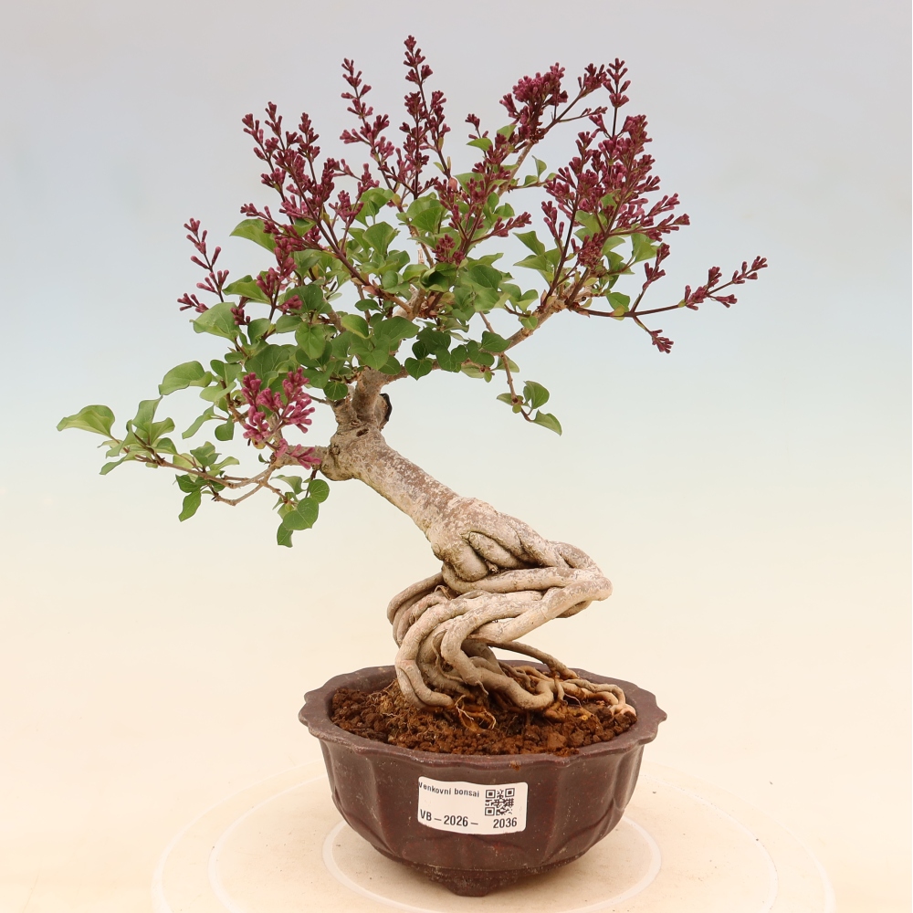 Bonsaï d'extérieur - Syringa microphylla - lilas à petites fleurs