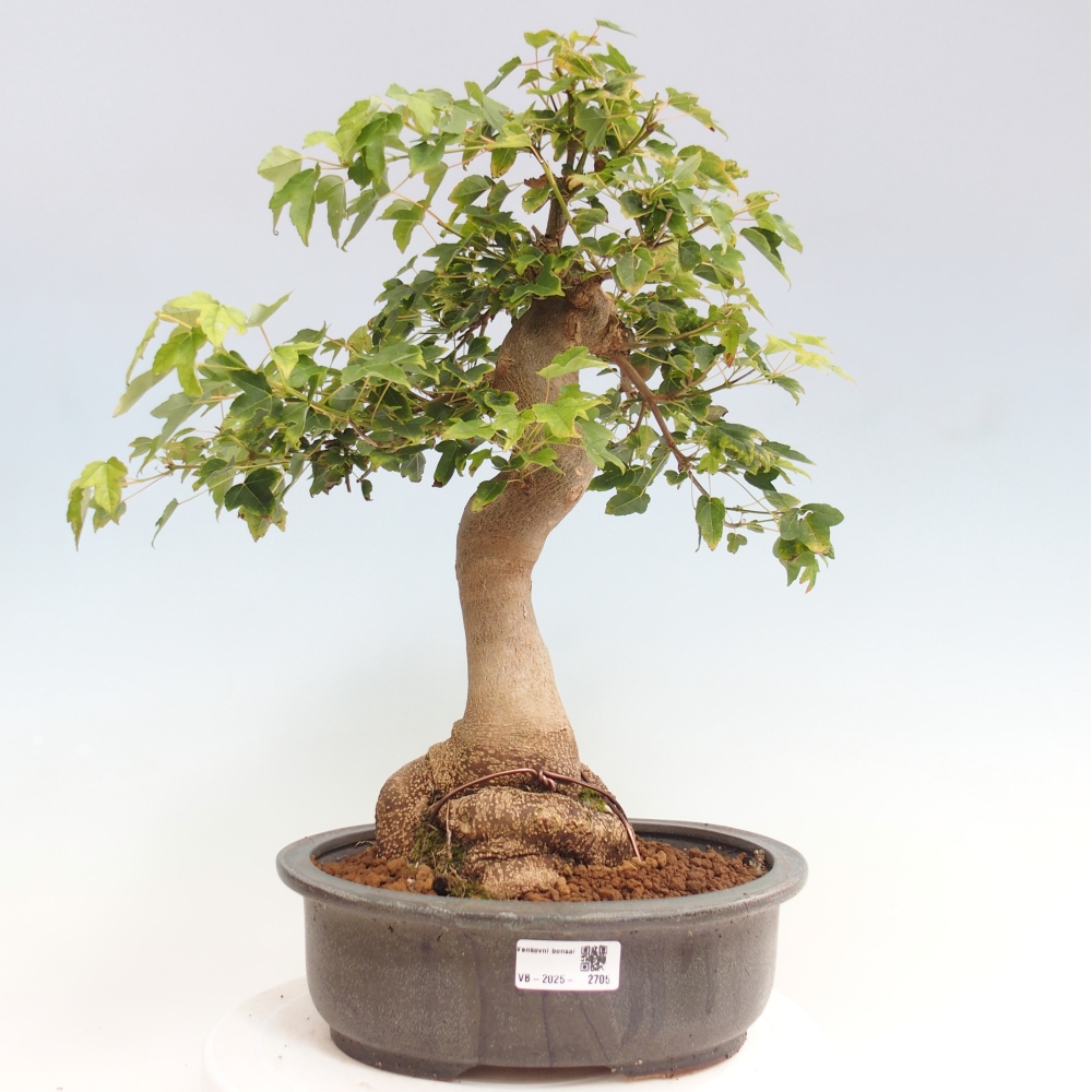 Bonsaï d'extérieur - Acer Buergerianum - Burger Maple