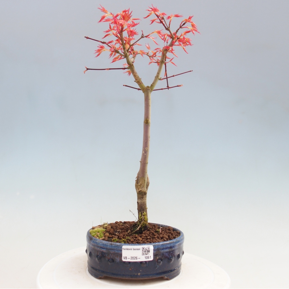 Érable de Norvège - Acer palmatum Beni Tsukasa
