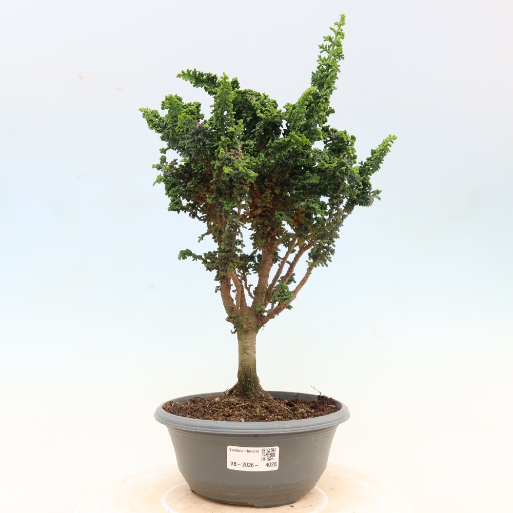 Bonsaï d'extérieur - Cham. obtusa SEKKA HINOKI - Cyprès