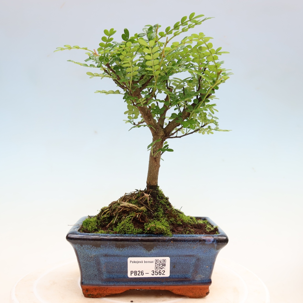 Salle bonsaï - Zantoxylum piperitum - arbre à poivre