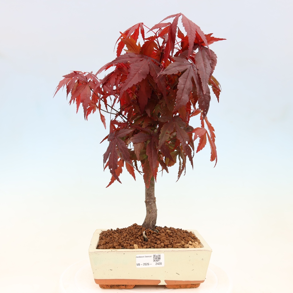 Bonsaï d'extérieur - Acer palm. Atropurpureum-Javor palmate