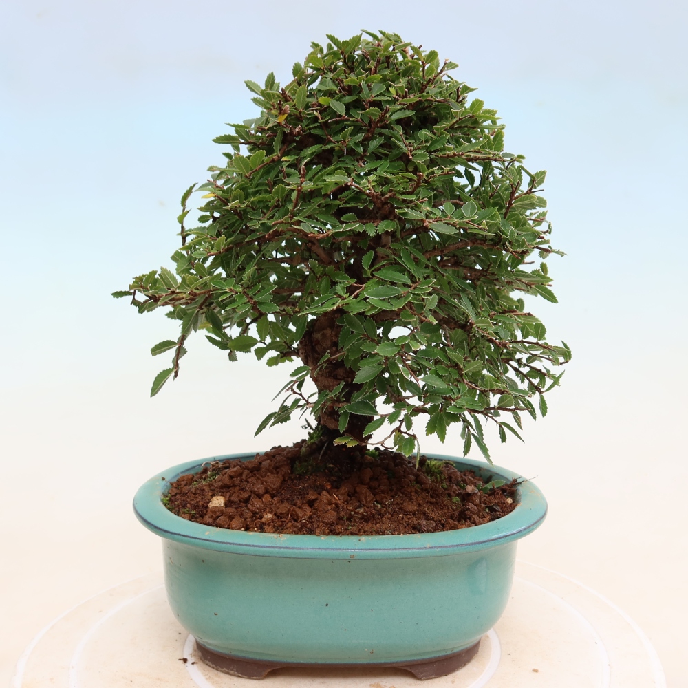 Bonsaï d'extérieur - Zelkova - Zelkova NIRE