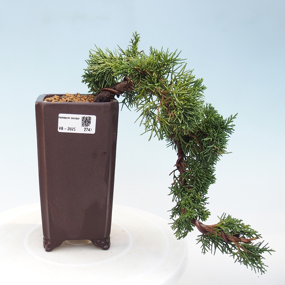 Bonsaï d'extérieur - Juniperus chinensis Kishu