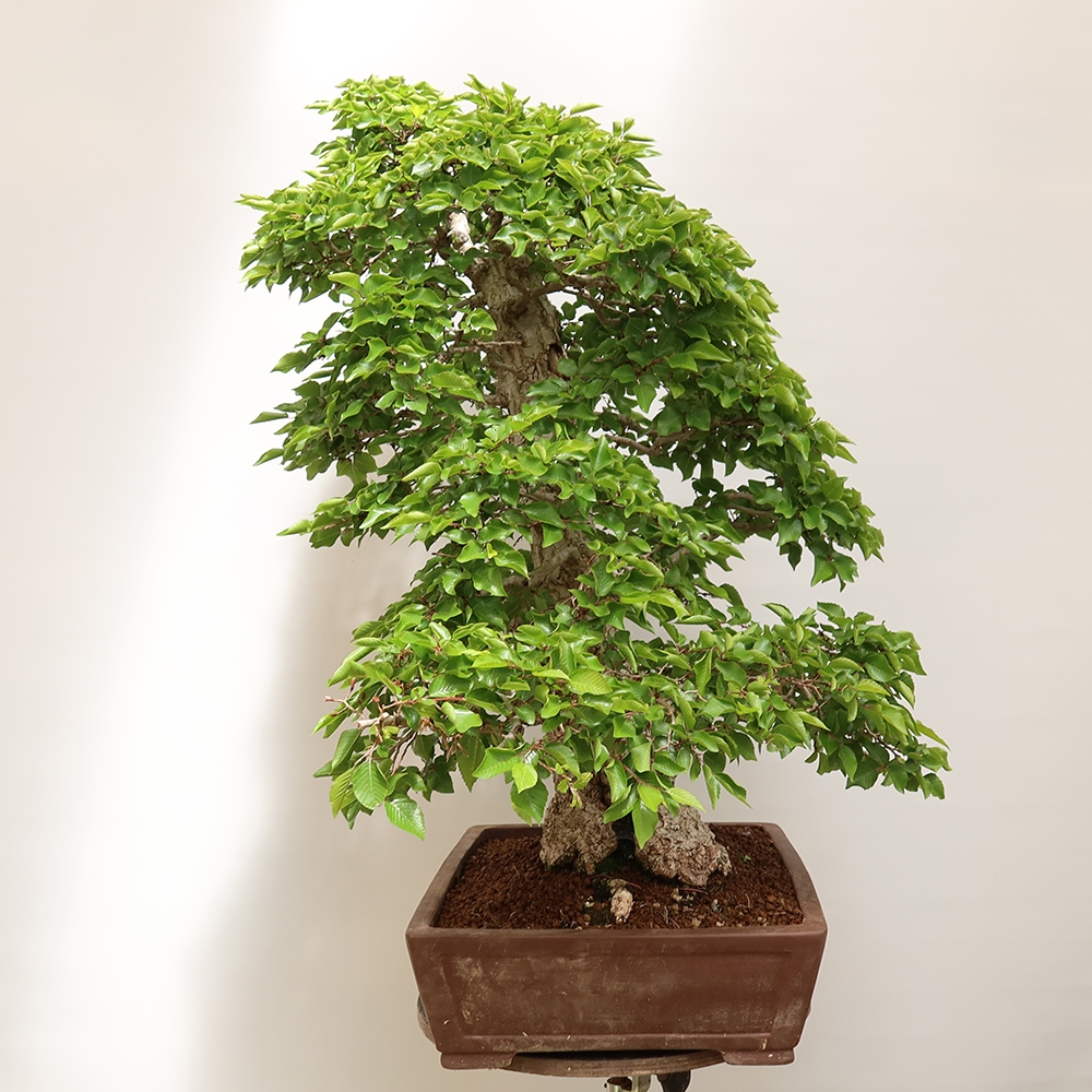 Bonsaï d'extérieur -Carpinus Coreana - Charme de Corée