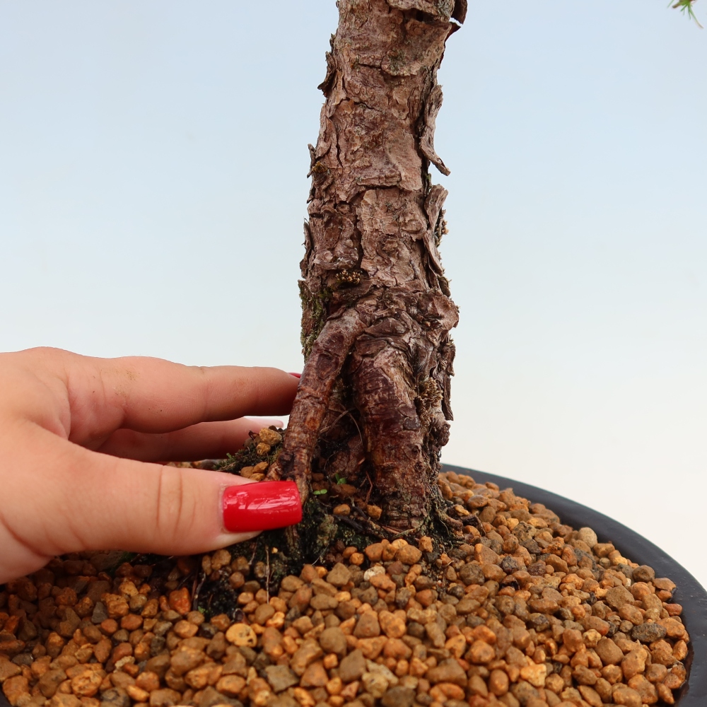 Bonsaï d'extérieur -Larix decidua - Mélèze