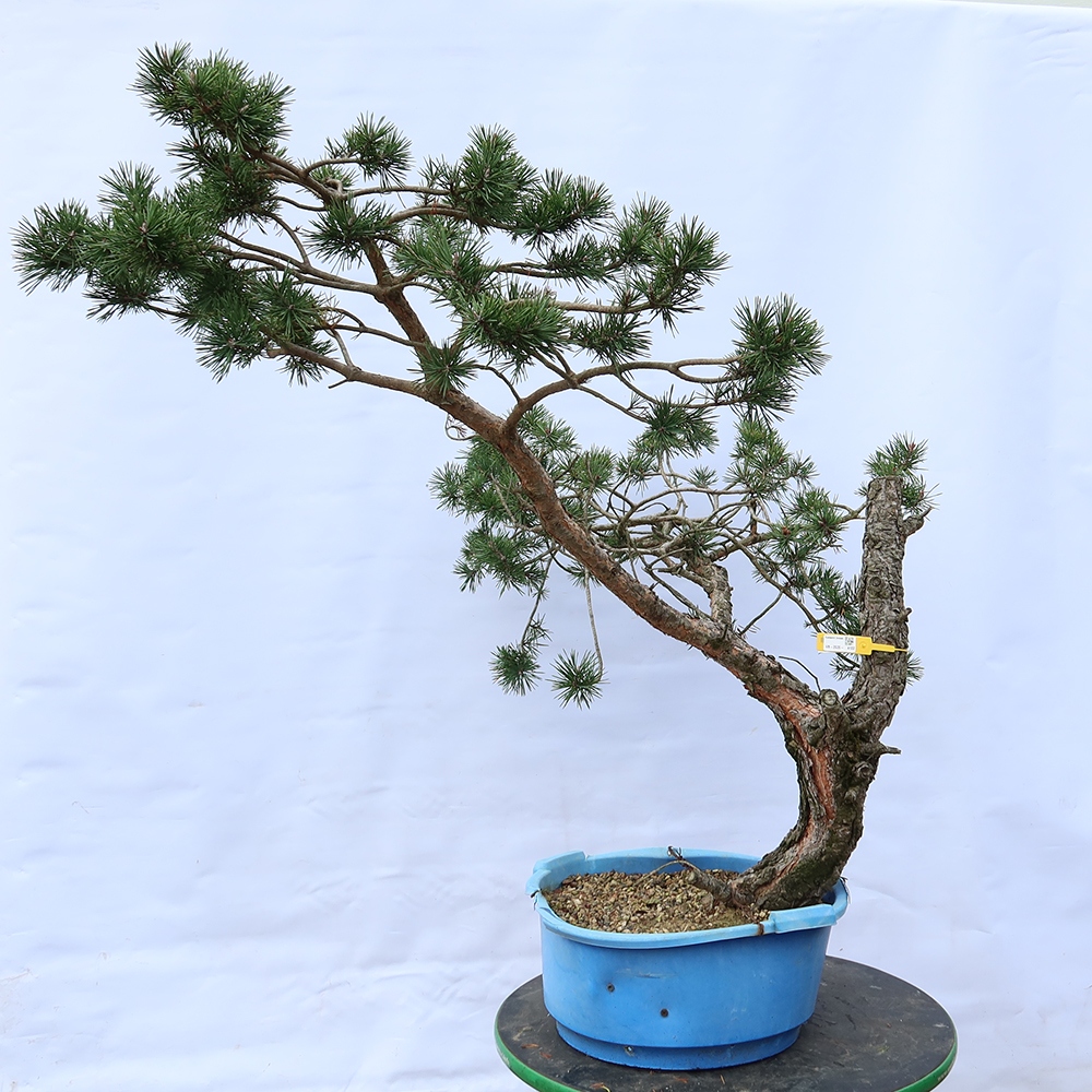 Pinus sylvestris Espagne - pin sylvestre