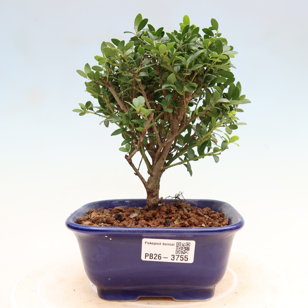Bonsaï de chambre - Ilex crenata - Houx