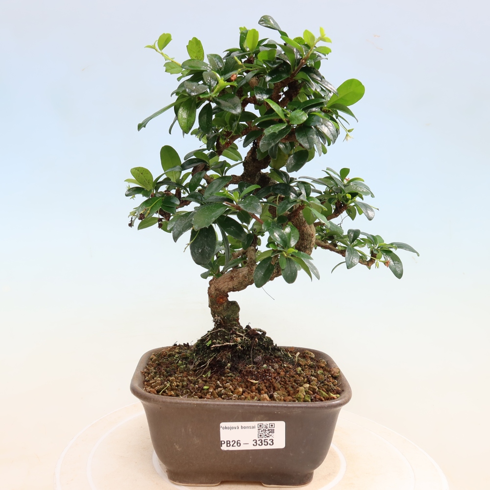 Bonsaï de chambre - Carmona macrophylla - Tea fuki