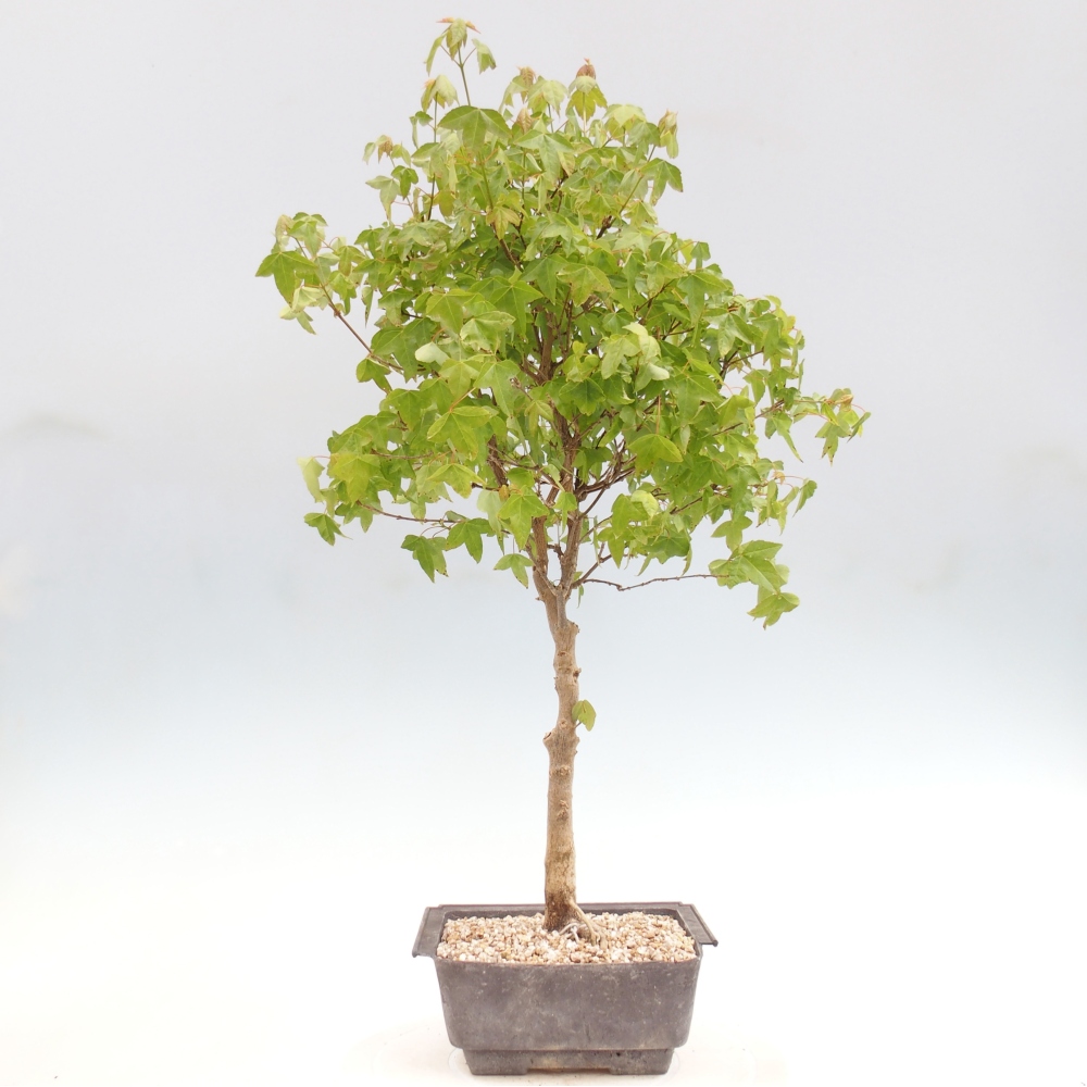 Bonsaï d'extérieur - Acer Buergerianum - Burger Maple