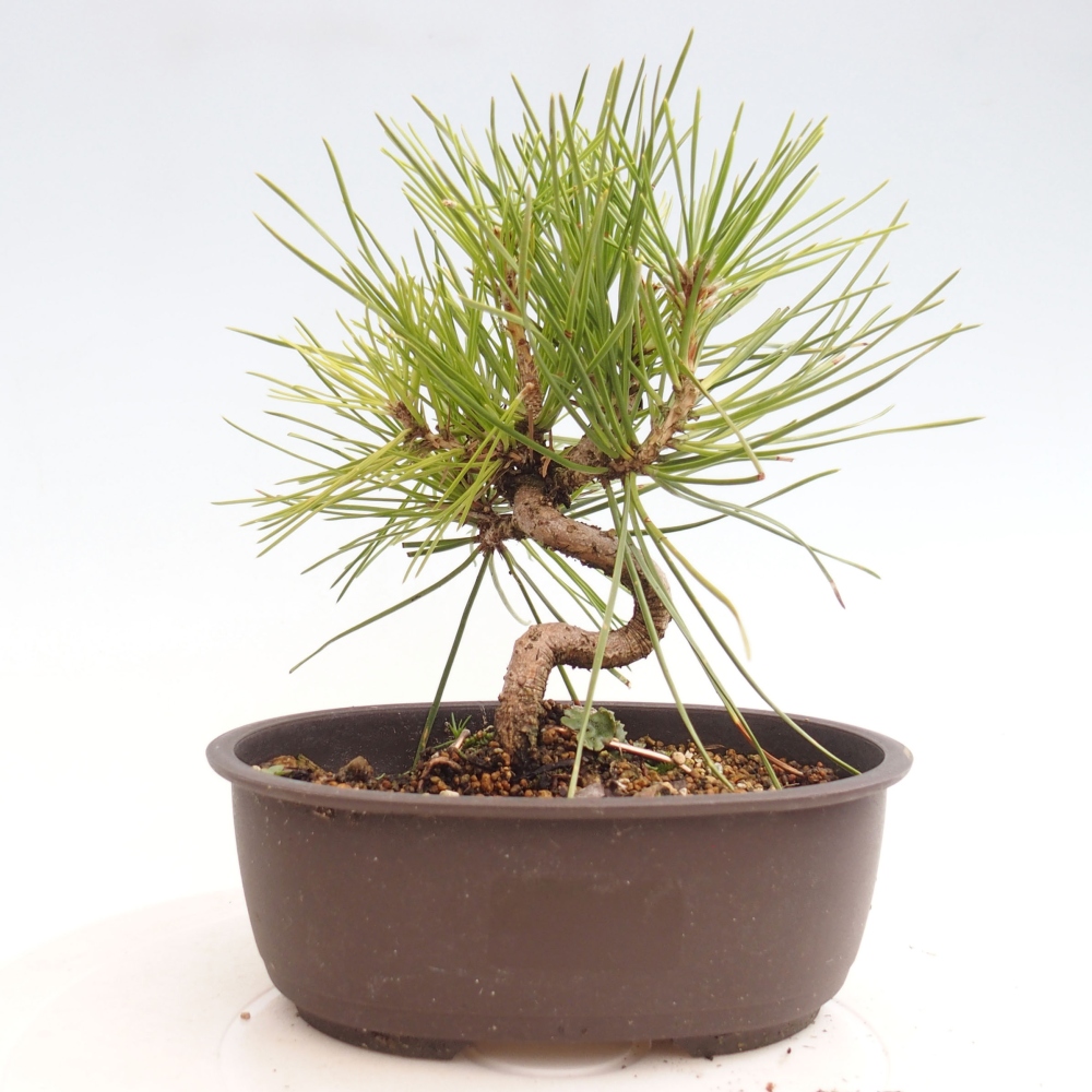 Bonsaï d'extérieur - Pinus thunbergii - Pin de Thunberg