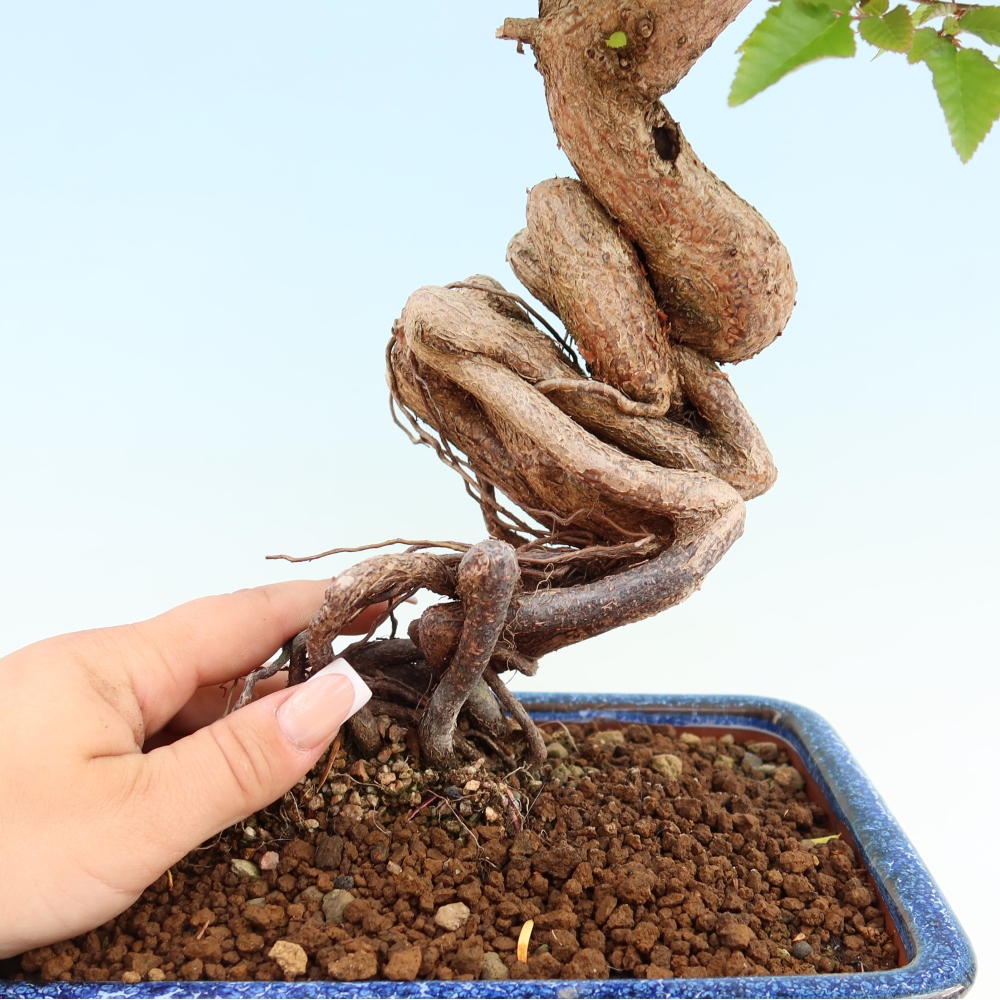 Bonsaï d'extérieur -Carpinus Coreana - Charme de Corée