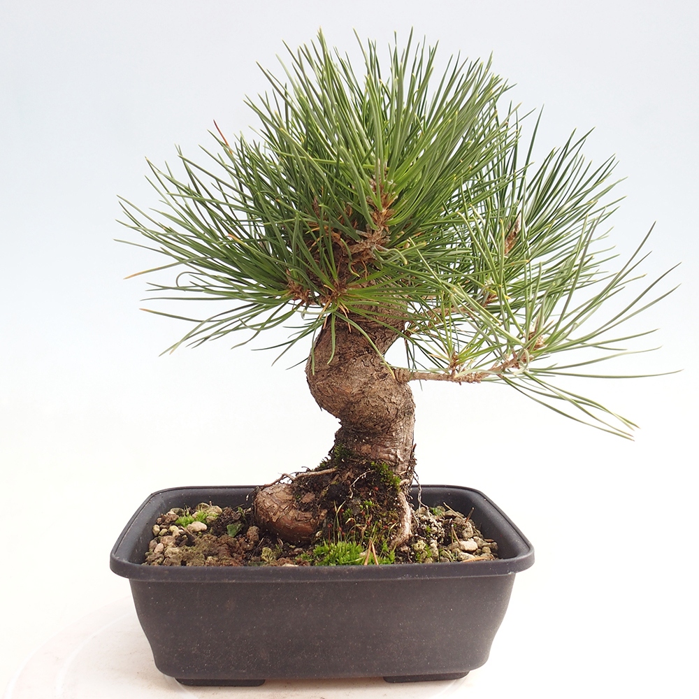 Bonsaï d'extérieur - Pinus thunbergii - Pin de Thunberg