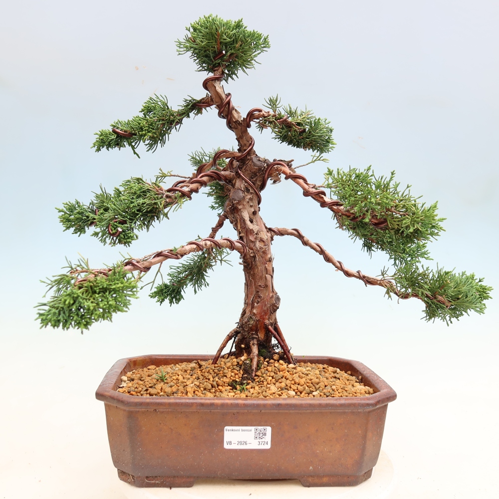 Bonsaï d'extérieur - Juniperus chinensis Kishu