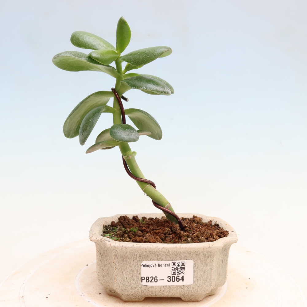 Bonsaï d'intérieur - Crassule ovale - Crassula ovata