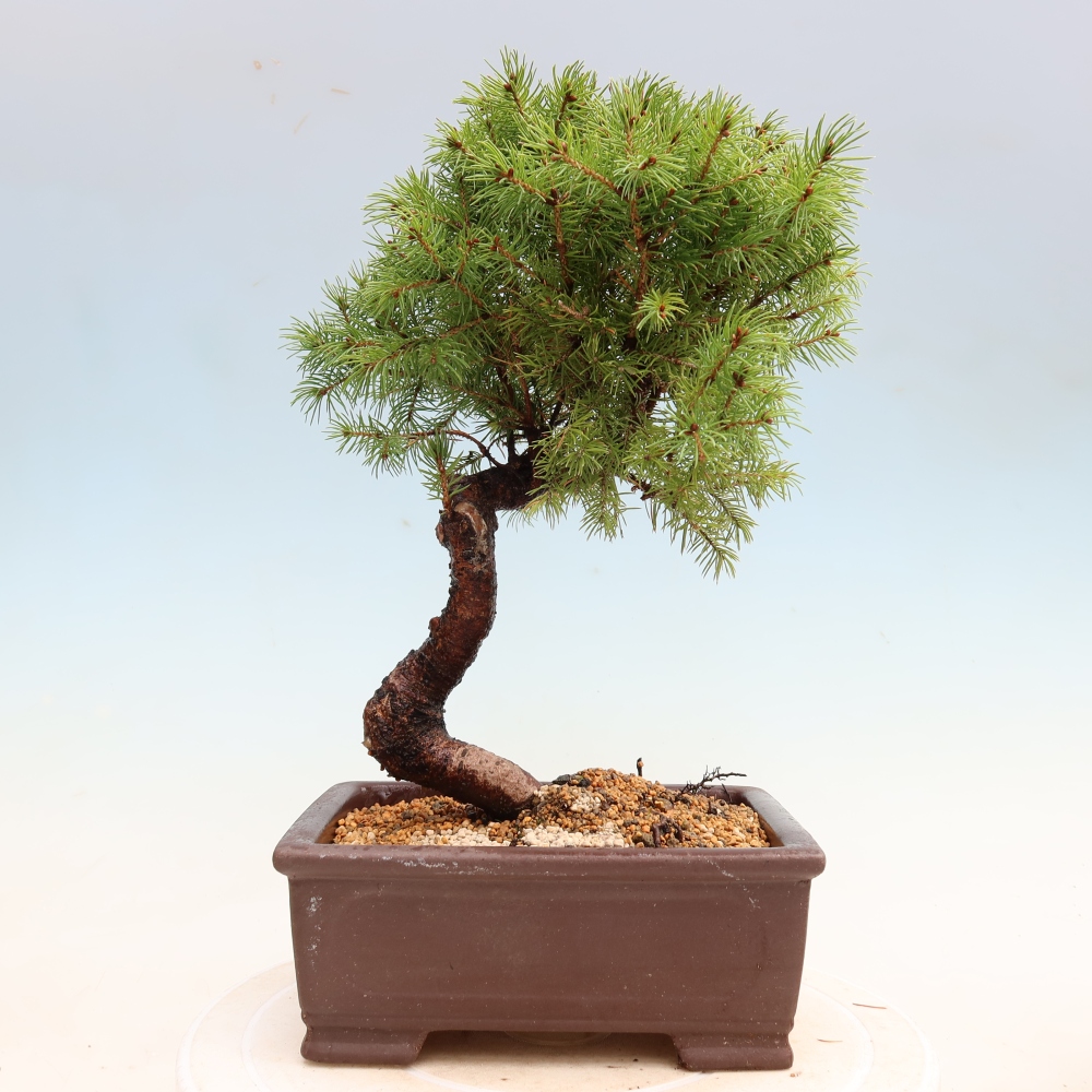 Bonsaï d'extérieur - Épicéa glauque - Picea glauca globe