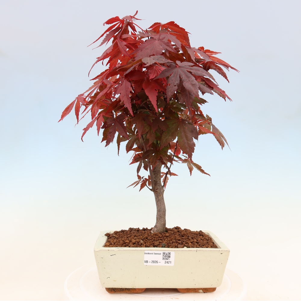 Bonsaï d'extérieur - Acer palm. Atropurpureum-Javor palmate