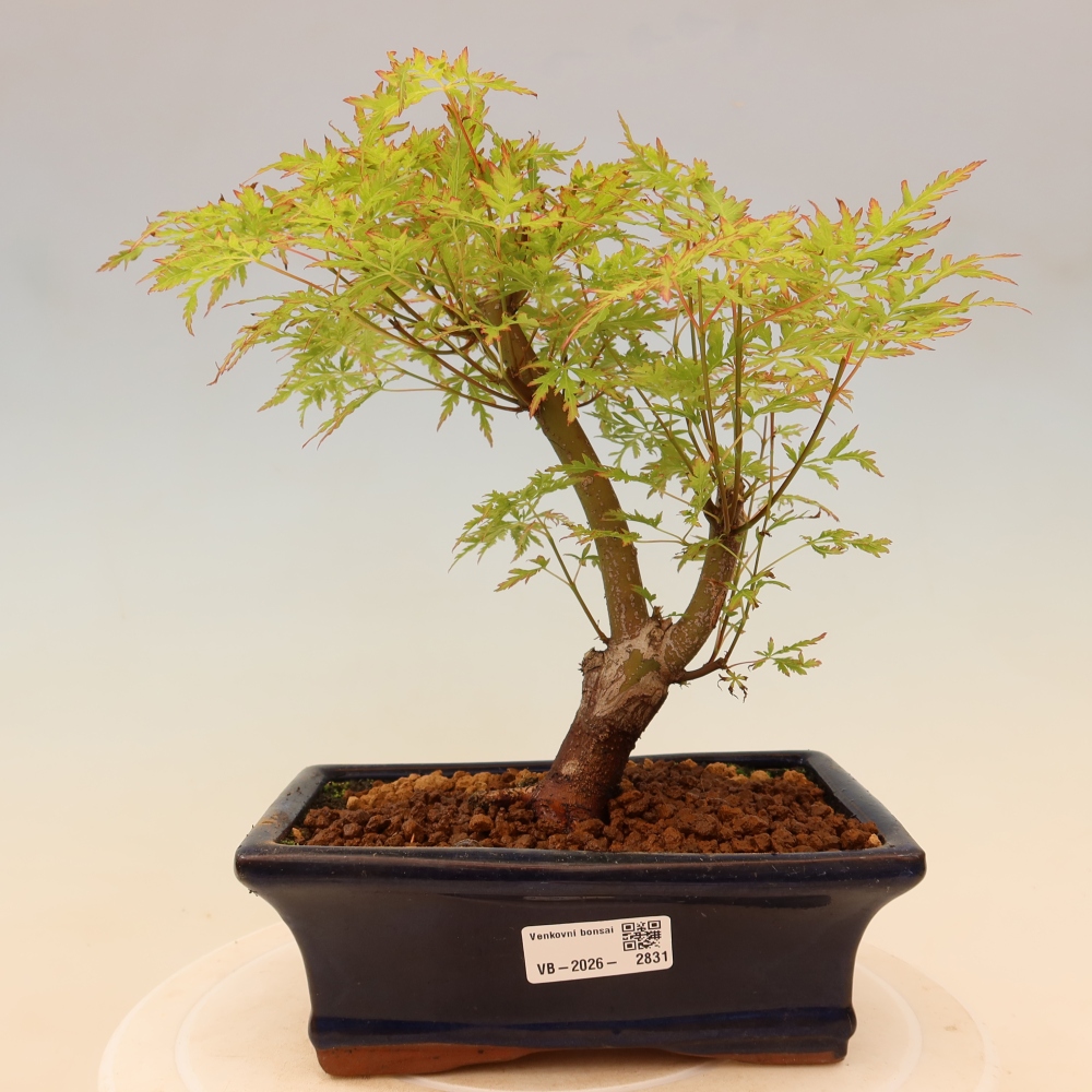Bonsaï d'extérieur - Acer palmatum Dissectum