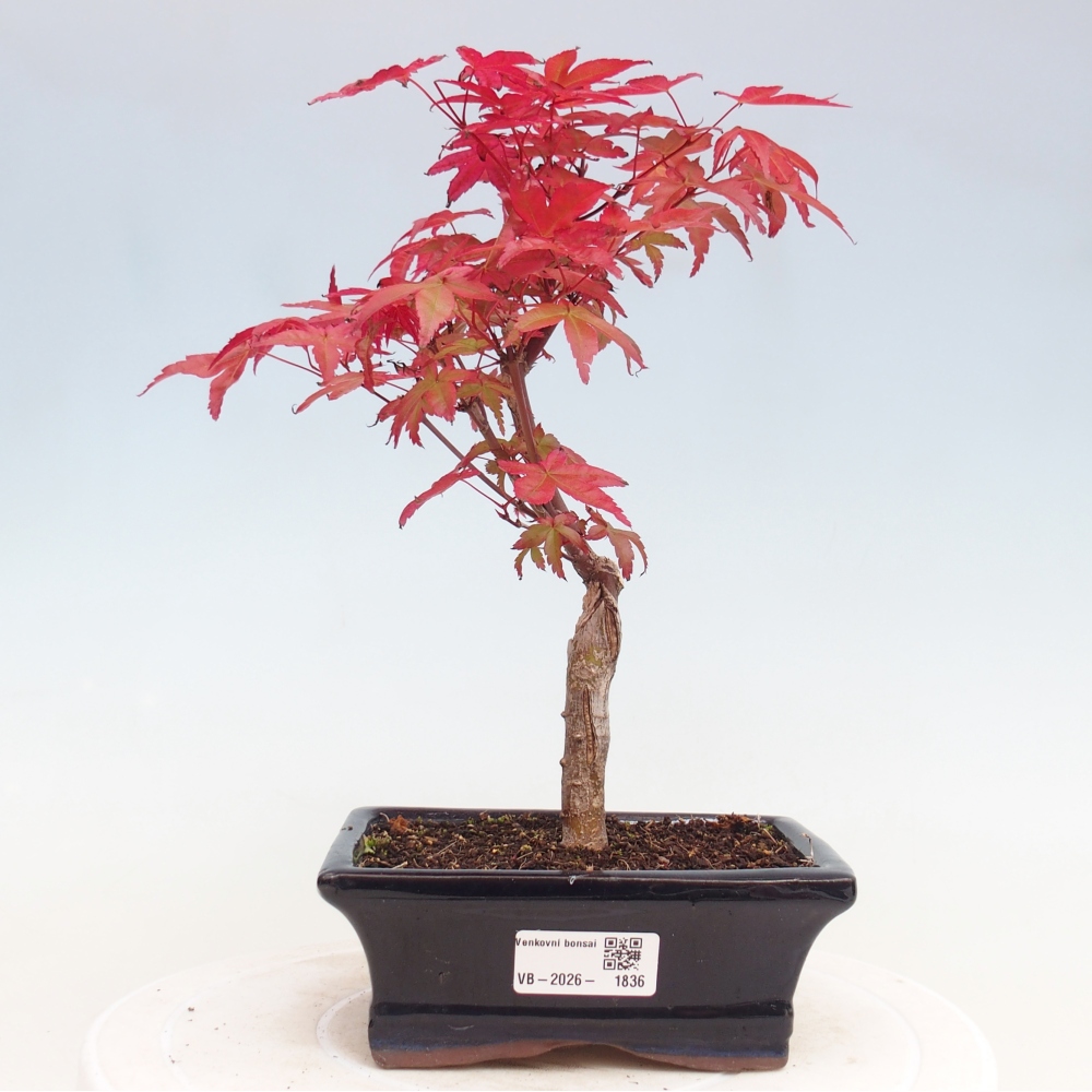 Bonsaï d'extérieur - Acer palmatum DESHOJO