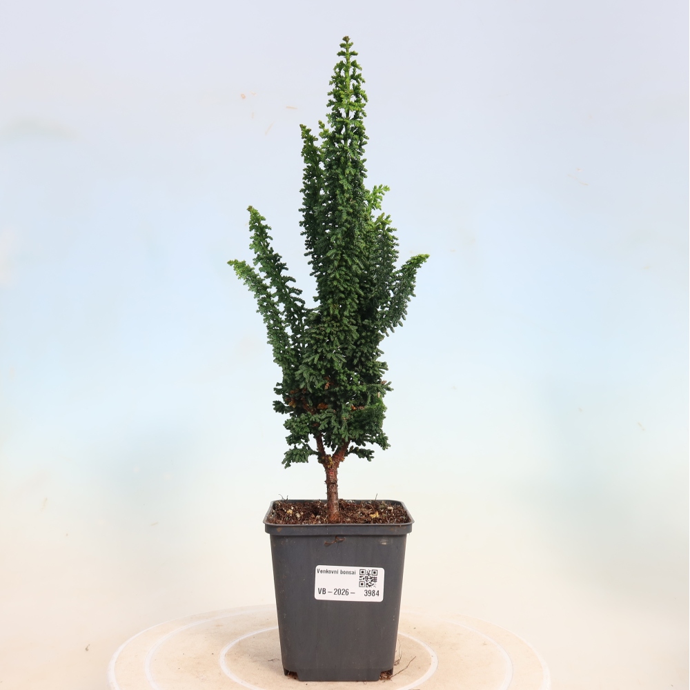 Bonsaï d'extérieur - Cham. obtusa SEKKA HINOKI - Cyprès