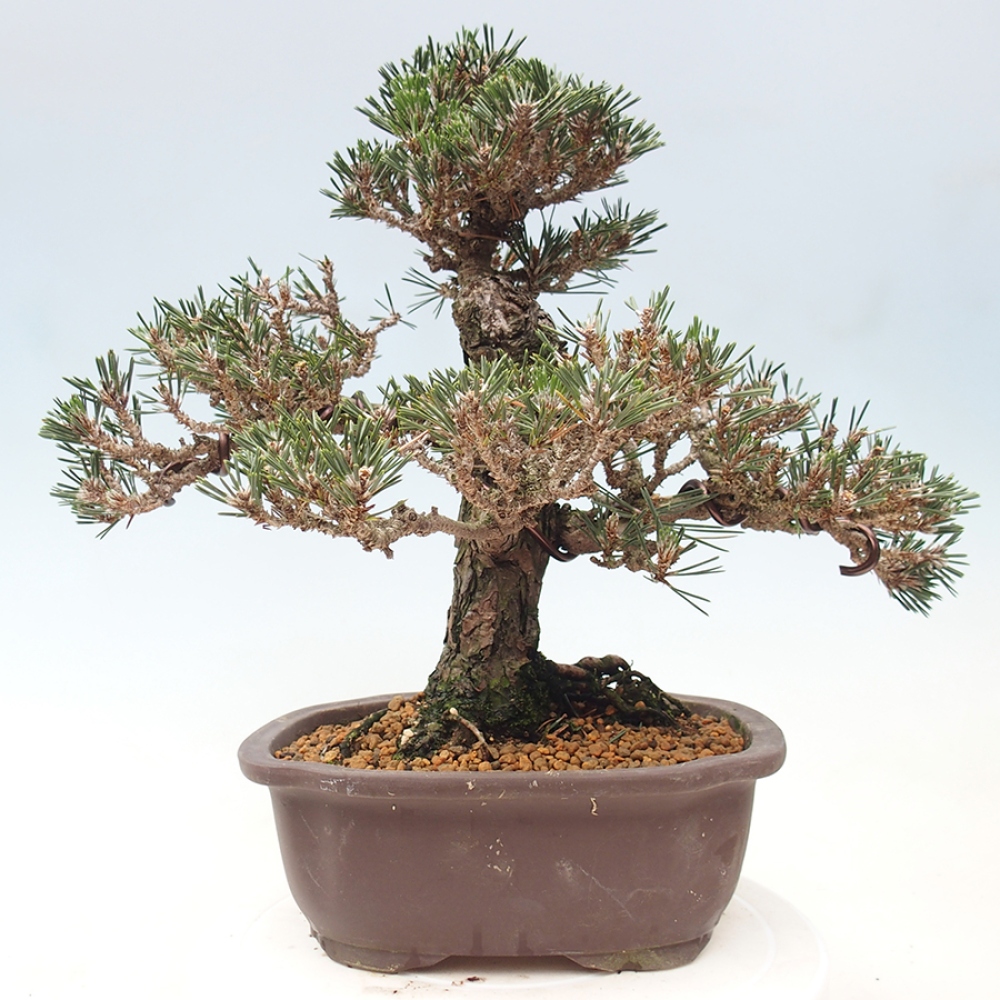 Bonsaï d'extérieur - Pinus thunbergii Kotobuki - Pin de Thunberg