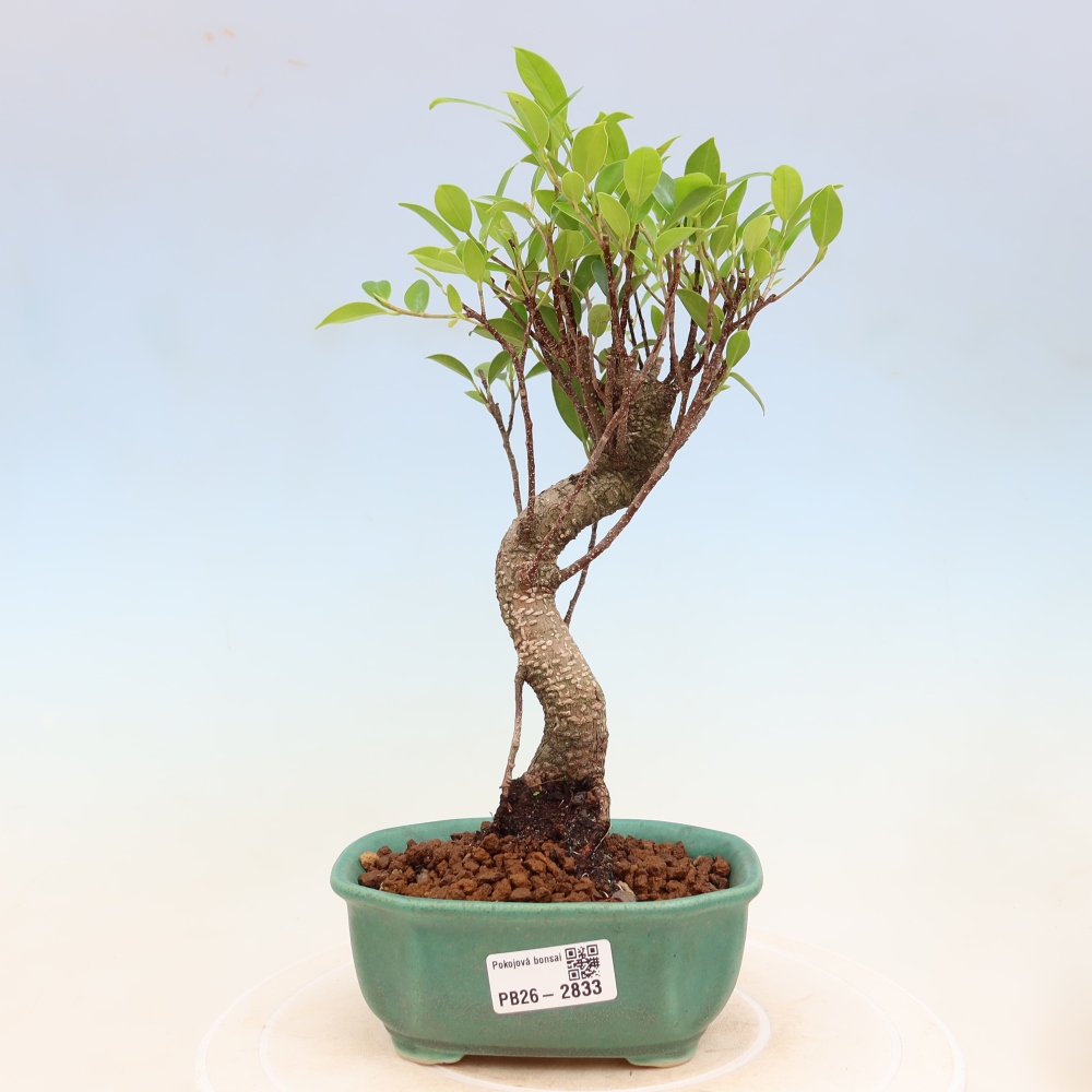 Salle bonsaï - Ficus kimmen - ficus à petites feuilles