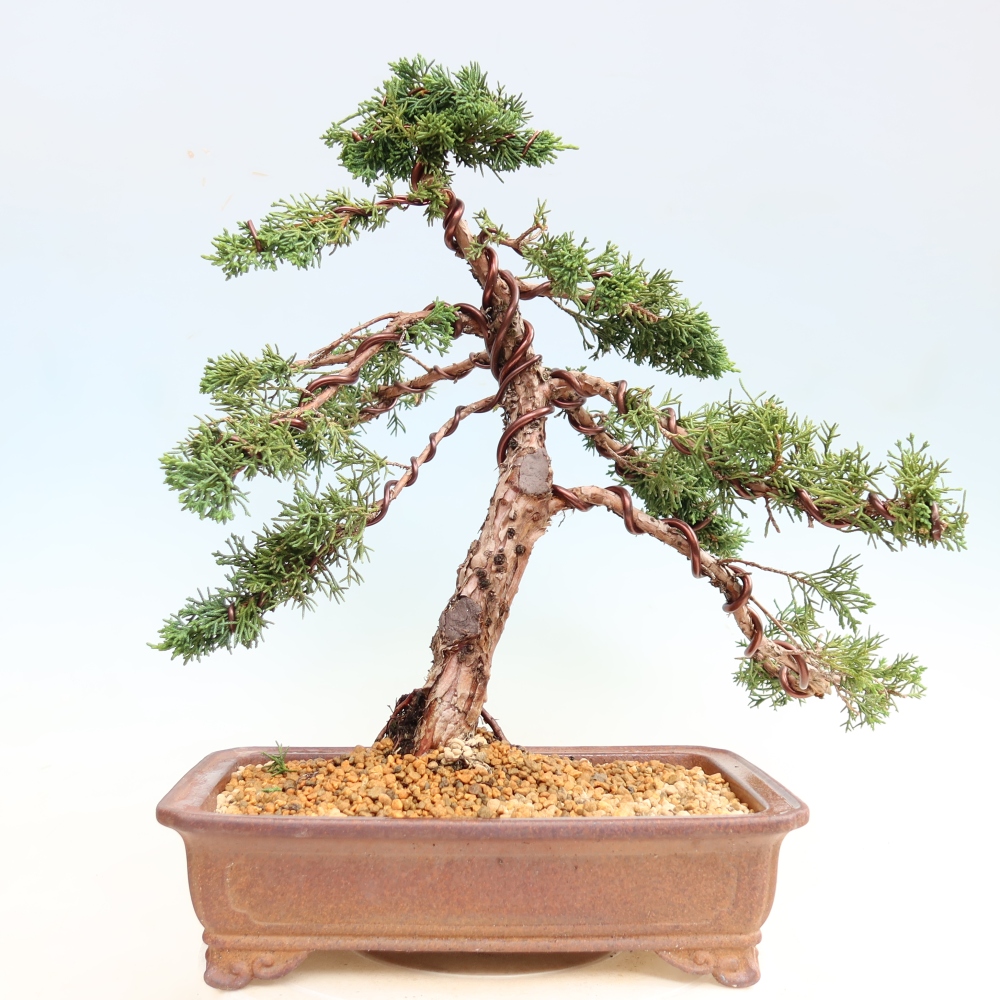 Bonsaï d'extérieur - Juniperus chinensis Kishu