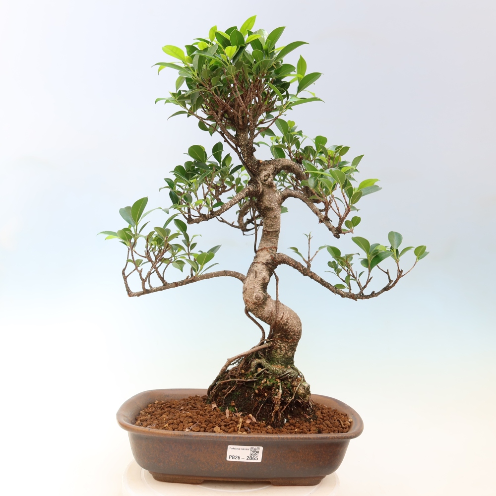 Salle bonsaï - Ficus kimmen - ficus à petites feuilles
