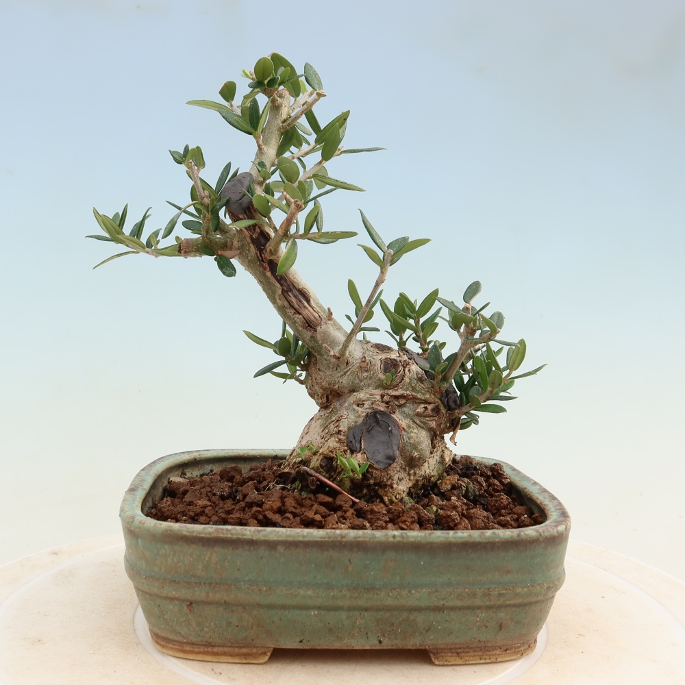 Bonsaï d'intérieur - Olea europaea sylvestris