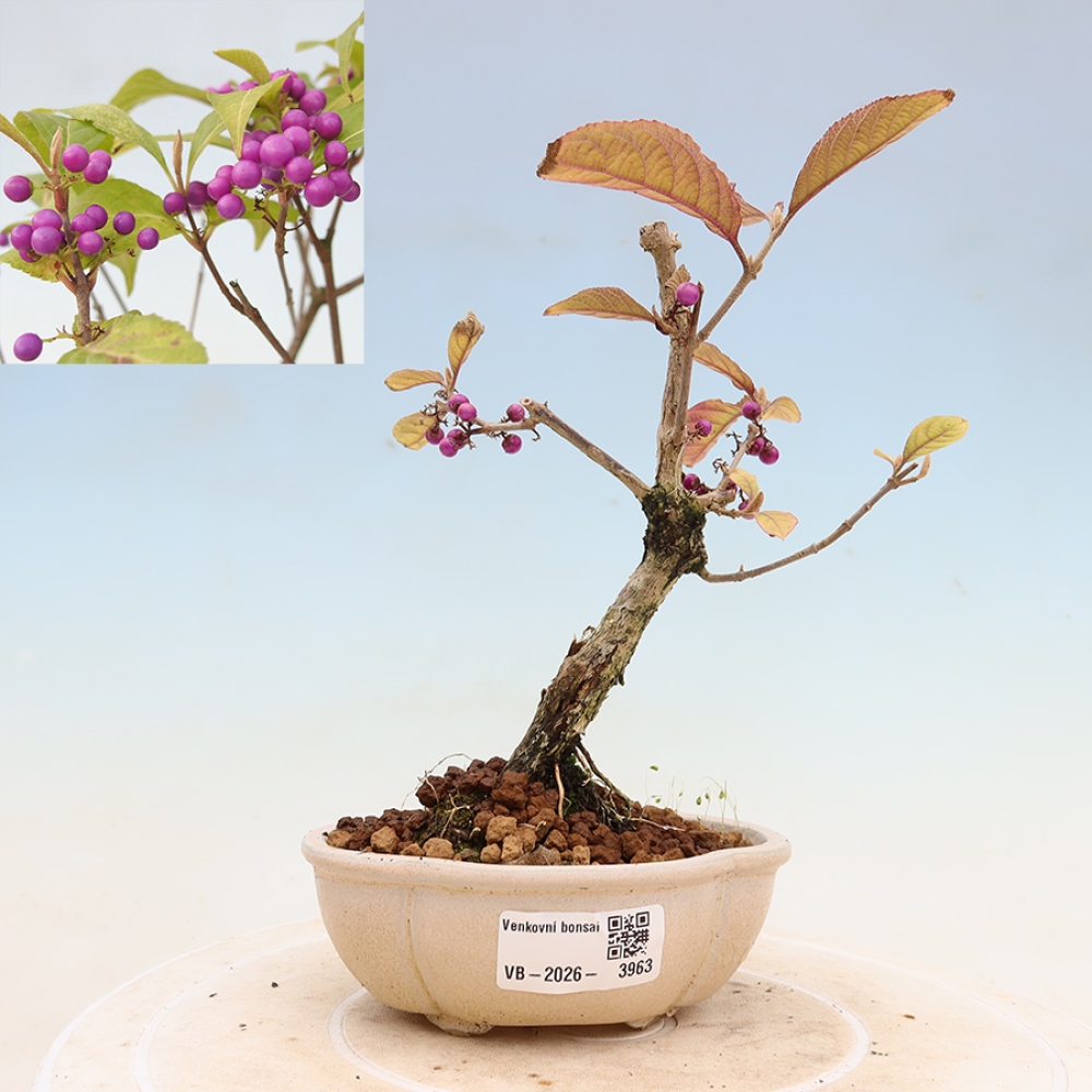 Bonsaï d'extérieur - Callicarpa bodinierova profusion