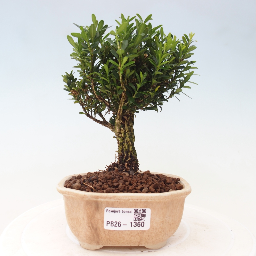 Bonsaï de chambre - Buxus harlandii - buxus liège