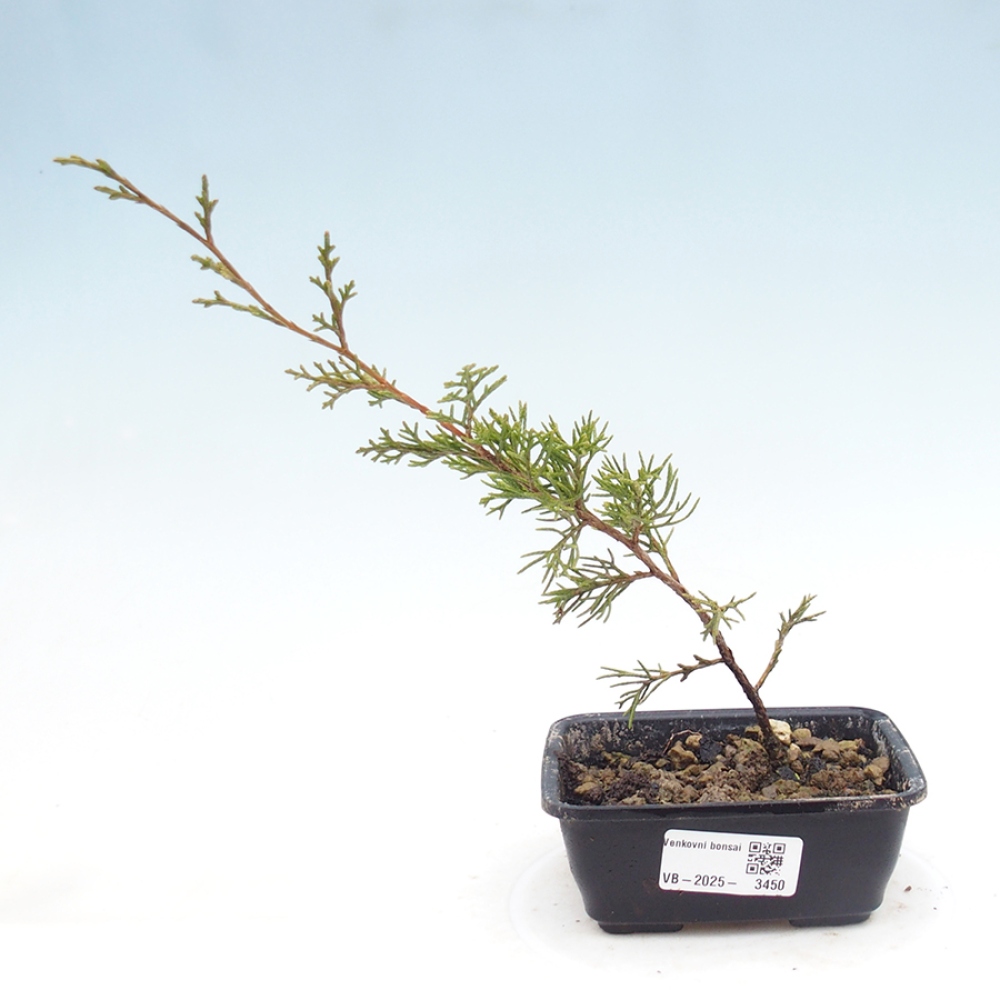 Bonsaï d'extérieur - Juniperus chinensis Itoigawa