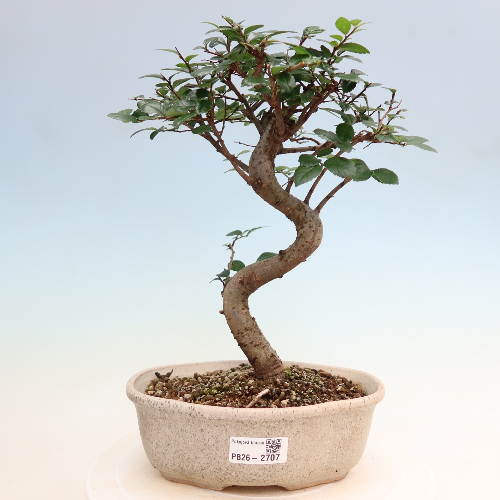 Bonsaï de chambre - Ulmus parvifolia - Orme à petites feuilles