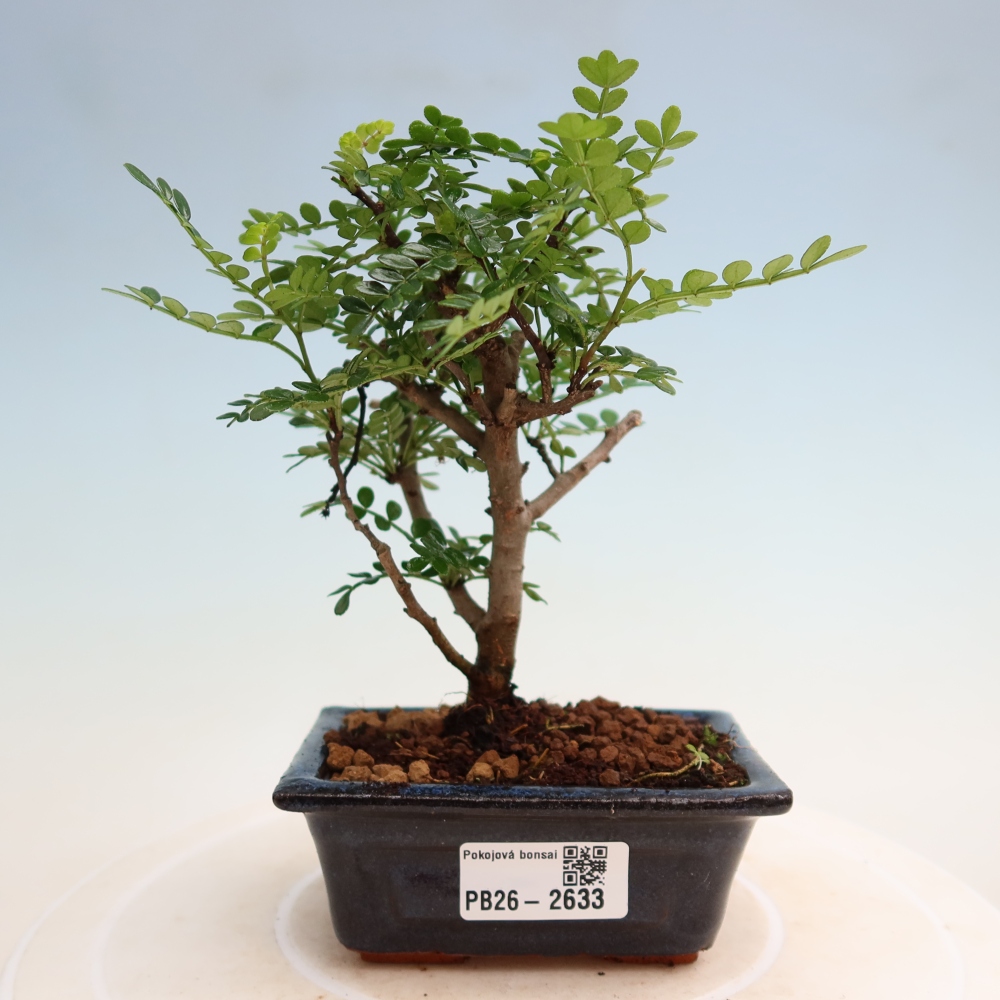 Salle bonsaï - Zantoxylum piperitum - arbre à poivre