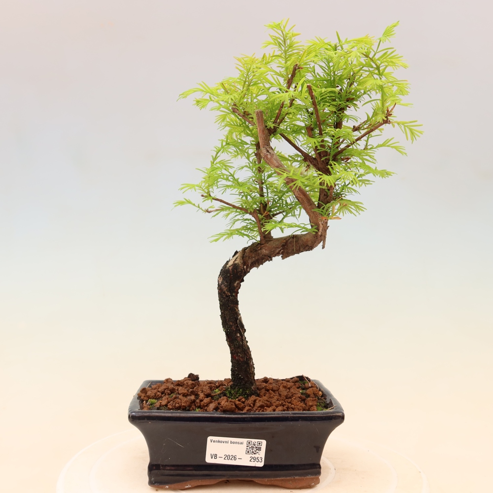 Bonsaï d'extérieur - Metasequoia glyptostroboides - Metasequoia chinois