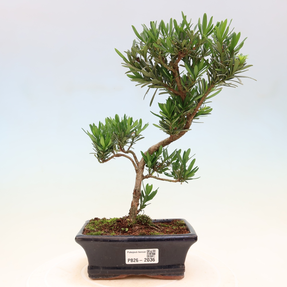 Salle bonsaï - Podocarpus - If en pierre