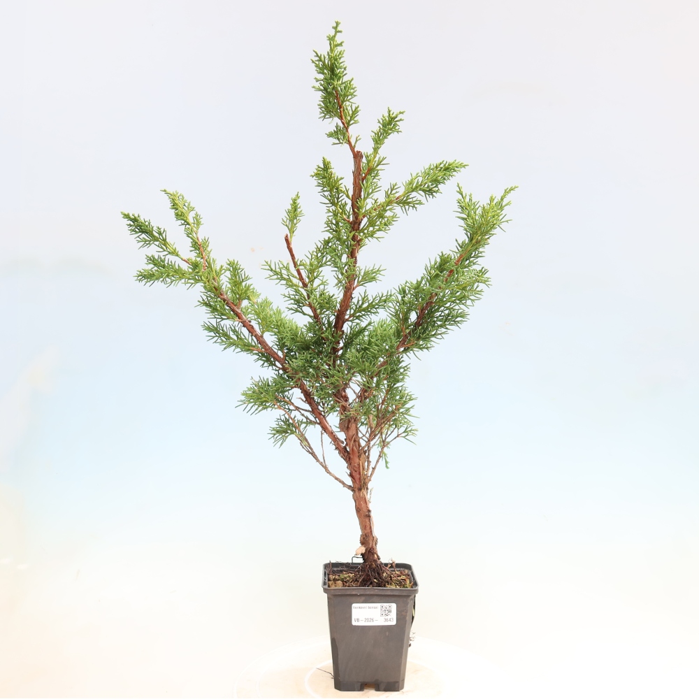 Bonsaï d'extérieur - Juniperus chinensis Kishu