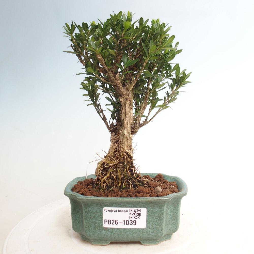 Bonsaï de chambre - Buxus harlandii - buxus liège
